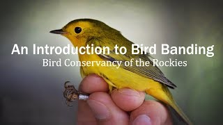 Introduction to Bird Banding [upl. by Evalyn]