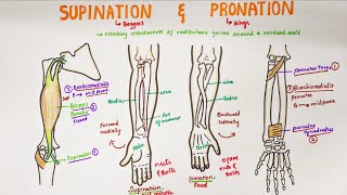 What Is A Subluxation amp How Chiropractors Can Help [upl. by Seth]