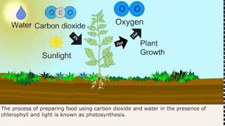 Class 7 Science  Autotrophic Nutrition in Plants [upl. by Laeria]