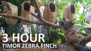 Timor Zebra Finch Song  3 Hours Finch Sounds [upl. by Einnahc]