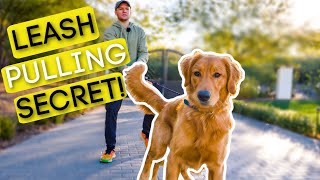 1 TRICK TO STOP YOUR DOG PULLING ON THE LEASH [upl. by Concha865]