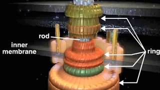 bacterial flagellum [upl. by Ardnuasal]