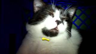 Cat having myoclonic seizure Video 1 [upl. by Meri408]