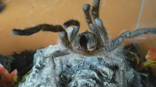 Very rare aggressive HISSING tarantula Monocentropus lambertoni Inferion7 [upl. by Iduj573]