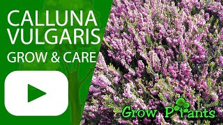 Calluna vulgaris  grow amp care Heather plant [upl. by Steven]