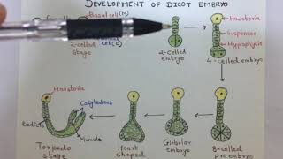 Development of dicot embryo [upl. by Iniretake]