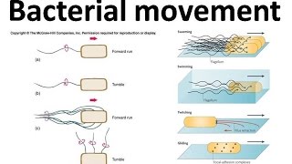 Bacterial movement using flagella [upl. by Billmyre]