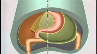 Embryological Development of GastroIntestinal Tract  ACLAND [upl. by Ty]