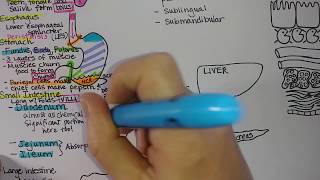 Digestive System  Summary [upl. by Dorfman]