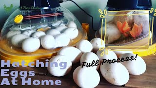 How to hatch ducklings from eggs at home using Brinsea Maxi II Eco Incubator  start to finish [upl. by Greiner]