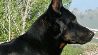 French Shepherd Beauceron Berger de Beauce [upl. by Anitsud801]