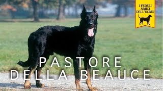 PASTORE DELLA BEAUCE trailer documentario [upl. by Llerdnod]