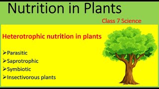 Nutrition in plants  Mode of nutrition  Heterotrophic Nutrition  Class 7 Science  2020 [upl. by Hebel]