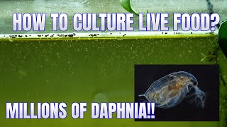 How to Culture Daphnia Secret Method to Breed MILLIONS  Simply Aquatic [upl. by Ajan574]