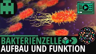 Bakterienzelle Aufbau │Biologie Lernvideo Learning Level Up [upl. by Suoivatnod]