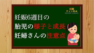 【妊娠6週】妊娠6週の赤ちゃんって？この時期の赤ちゃんの様子や成長について [upl. by Grounds]