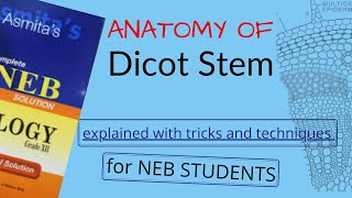 Anatomy of DICOT STEM Explained in NEPALI for NEB STUDENTS  Pathsala Online  BOTANY [upl. by Euqcaj]