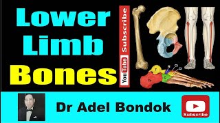 Lower Limb Bones Osteology Dr Adel Bondok Making Anatomy Simple [upl. by Prager696]