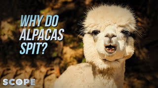 Why Do Alpacas Spit  SCOPE TV [upl. by Durand]