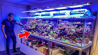 Most Beautiful Private Reef Tanks 400 GALLON [upl. by Nellaf893]