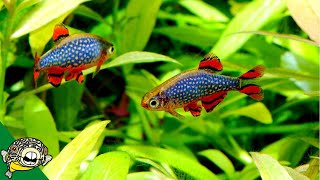 FUN Ideas for your 20 gallon Fish Tank [upl. by Anisirhc761]