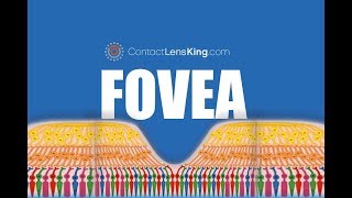 The Fovea  What is the Fovea and What Does it do [upl. by Nofets]