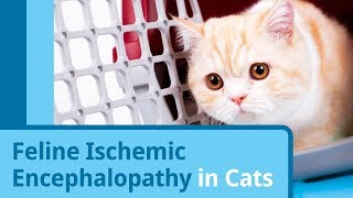 Feline Ischemic Encephalopathy in Cats [upl. by Aleakcim414]