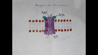 Receptores Adrenérgicos y Colinérgicos [upl. by Boeschen674]
