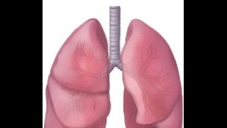 What is Bronchitis [upl. by Mcarthur]