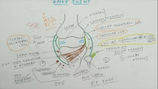 Knee Joint Anatomy  1 Basic  Dr Pawan nagar [upl. by Nyleve643]