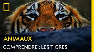 COMPRENDRE  Les tigres [upl. by Cade]