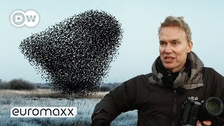 Photographers Søren Solkærs Incredibly Beautiful Starling Murmurations [upl. by Sahcnip885]