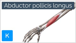 Abductor Pollicis Longus Muscle Overview  Human Anatomy  Kenhub [upl. by Vedis]