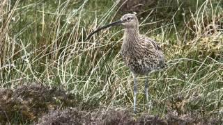 Curlew Alarm Calls [upl. by Ardnnek897]