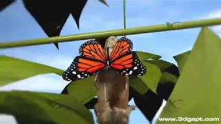 Butterfly life cycle 3d animation [upl. by Pablo936]