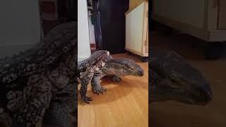 Tegu meets monitor lizard [upl. by Lienhard]