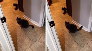 Cat Asks Owner Are You Comingquot [upl. by Isolde]