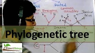 Phylogenetic tree [upl. by Nyroc]