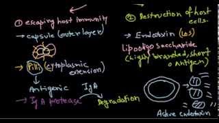 Neisseria meningitidis pathogenesis [upl. by Annaxor502]