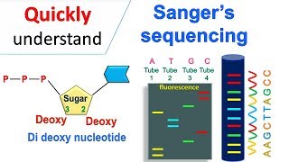 Sanger sequencing [upl. by Nadbus488]