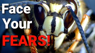 5 things you NEED to know about WASPS HORNETS and YELLOW JACKETS [upl. by Christal]