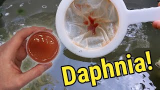 How I Culture Daphnia In Outdoor Tubs [upl. by Sirc165]