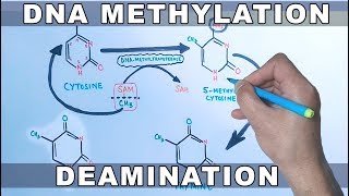 DNA Methylation [upl. by Ahseikan974]