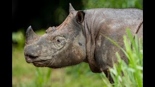 Borneo Wildlife Highlights [upl. by Neils]