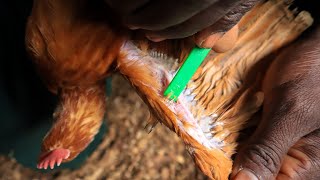 Vaccinating the Chickens against Fowl Pox [upl. by Bess]