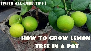 How to Grow Lemon Tree With all Care Tips [upl. by Rondon738]