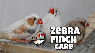 Zebra Finch Care For Beginners [upl. by Weiss900]