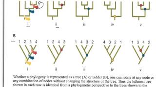 How to Interpret Phylogenetic Trees [upl. by Manfred]