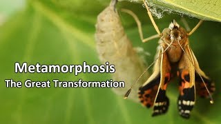 Metamorphosis  The Great Transformation [upl. by Adnelg]