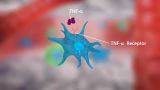 TN Alpha Inhibitors in Rheumatoid Arthritis [upl. by Dyer]